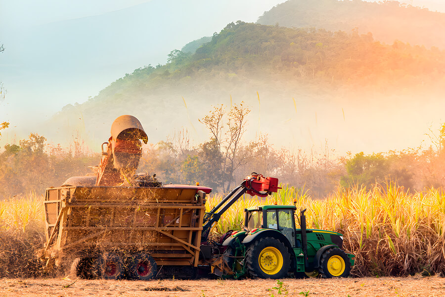A cana é muito mais que açúcar e etanol. O Brasil, líder global na produção, transformou esse cultivo em um motor da bioeconomia.